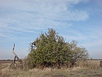 A vackorfa