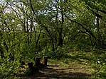 Közel jársz