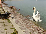 Kiönt a Balaton
