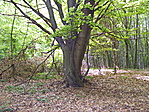 Összefonódva