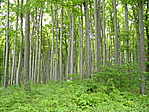 Bakonyi erdő