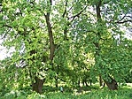 Öreg tölgyek a kastélyparkban