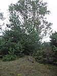 Közel jársz