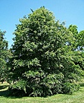amerikai mocsártölgy (Quercus palustris)