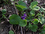 Ibolya