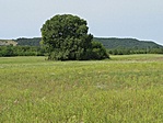 A ládát rejtő facsoport a Fóti Somlyó alatt.