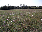 Őszi kikerics