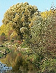Veszprémi-Séd