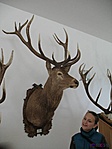 Trófeák a múzeumban