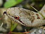 Rézsikló (allatvilagunk.hu)