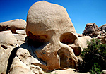 Joshua Tree