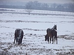 A bicikliút mellett lovakat is láthatsz