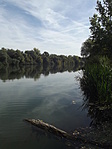 Bodrog