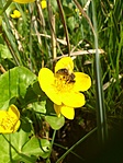 Mocsári gólyahír (Caltha palustris) 