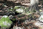 A forrás