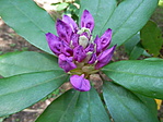 virág 8