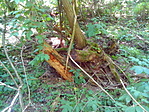 A rejtek