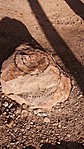 Aranymetszés