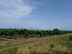Balatonberényi szőlőhegy