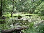 Bátorliget (Máté Rudolf)