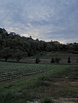 Lavender fields