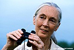 A tanösvény névadója (forrás: janegoodall.hu)