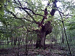 Közelebbről 