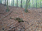 Aranyág-forrás