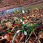 Hóvirág a hóolvadás után megáradt patakmeder partján