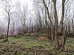 377. Kisszékely, Árpád-kori templomrom