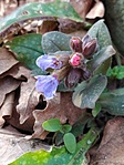 <a href="http://www.botanikaland.hu/pulmonaria-officinalis/pettyegetett-tudofu/">Pettyegetett tüdőfű</a>