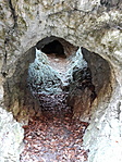 Király-kúti-sziklaüreg 1.