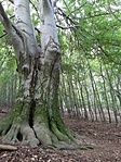 Arányok