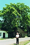Az egykori iskola melletti hatalmas ecetfa a gyerekkor emlékét őrzi (1999.)