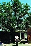 Id. dr. Béres József a házuk udvarán, kedves diófája előtt. (Kisvárda, 1999.)