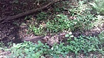 260. A Senyői meleg-forrás (vélt helye)