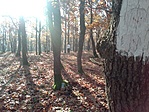 297. Gyöngyössolymos (Csáki-tető)