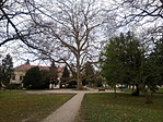 A platánfa