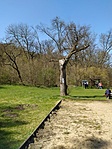 Irányjelző fa