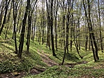 A 2. pontnál az erdő