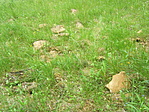 Pannon homokkövek