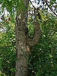 2021 06 23 pótjelszót rejtő fa