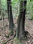 Rejtekadó fa