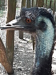 Emu portré