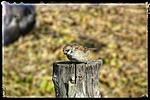 Élőlények - A kíváncsi veréb
