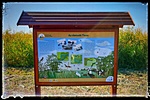 Az életadó Tisza
