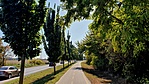 Szép fasor Veszprém előtt
