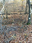 306. Vaddisznó forrás