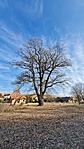 348. állomás - tölgyfa Őrhalom határában