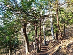 Ösvényen